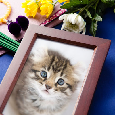 シンプルプラン